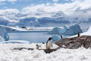 Pinguins na Antártida.